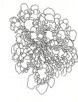 Brooke Mullins Doherty, "Bulbous Succession 1"