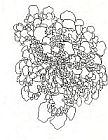 Brooke Mullins Doherty, "Bulbous Succession 1"