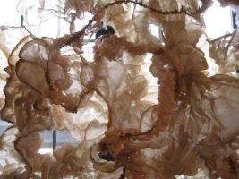 Brooke Mullins Doherty, "Portal (Lamina)" detail