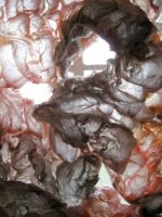 Brooke Mullins Doherty, "Portal (Chrysalis) 2" detail